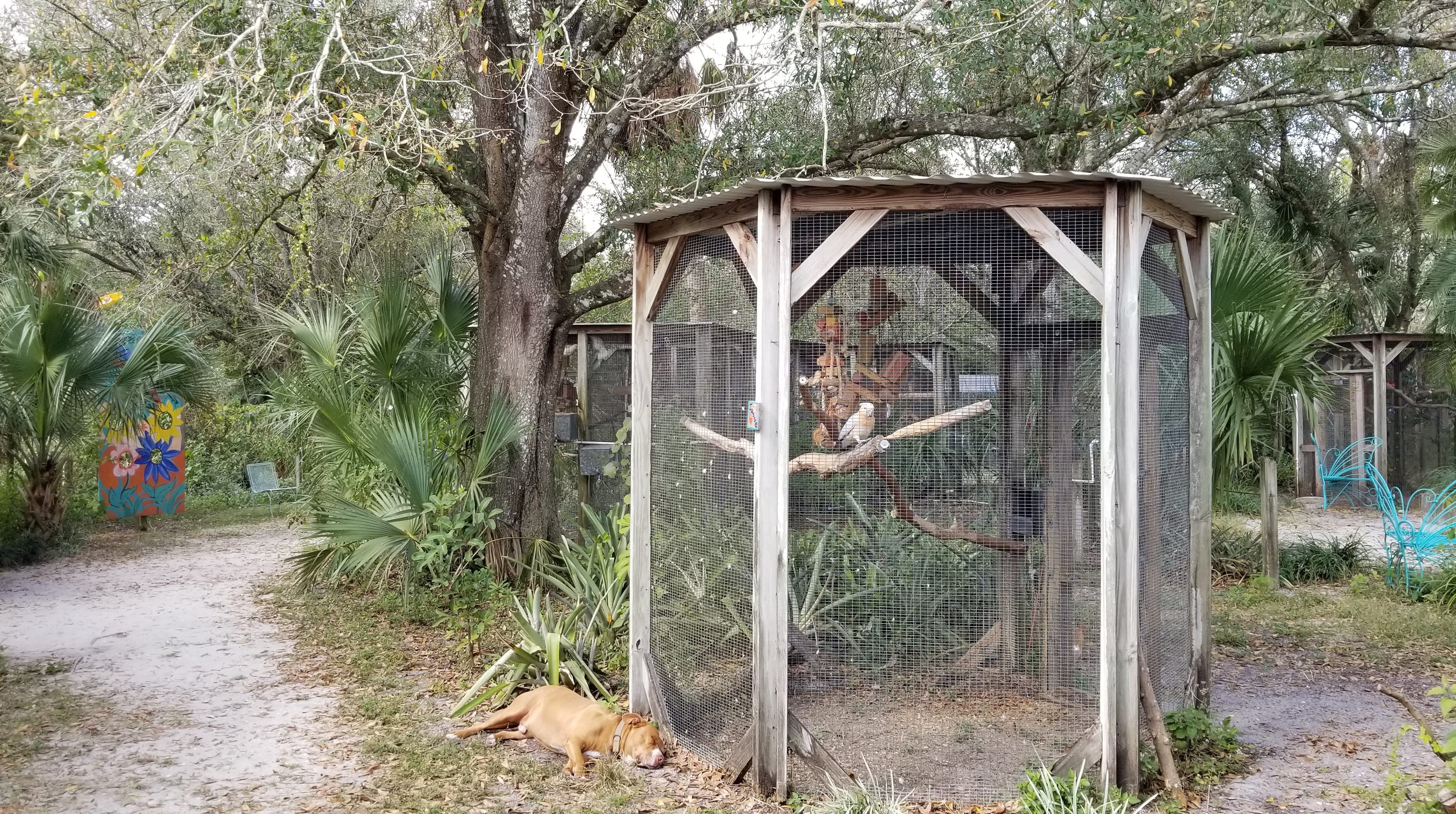 Dog resting near a large bird cage.